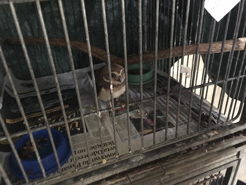 16002943_247233165689239_6112014740052637351_n