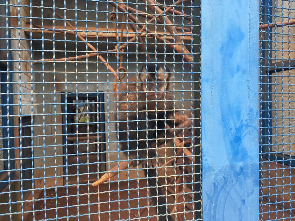 16002951_247233005689255_1607708727741452271_n