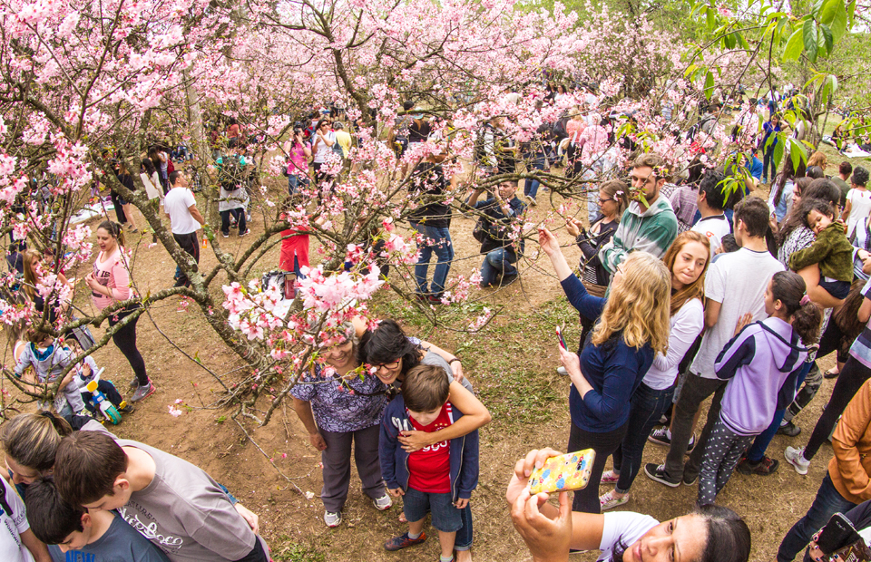 FESTA DAS CEREJEIRAS